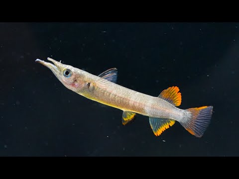 Видео: Показываю немного РЫБЫ!