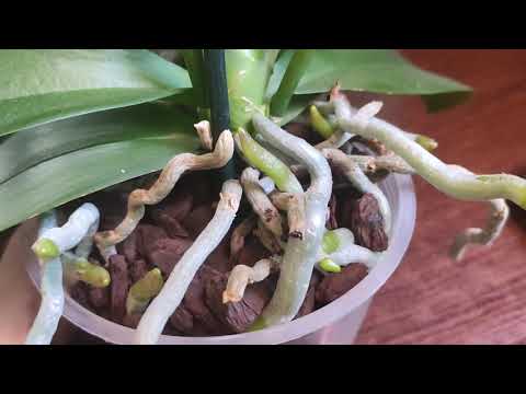 Видео: Прёт💥!Прёт💥! Всё прёт! А кто у меня зацветёт 🤤🎉🔥🦋