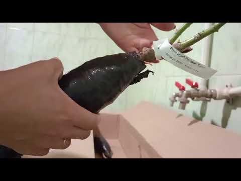 Видео: Роспаковка моего заказа в Гарденмарт.