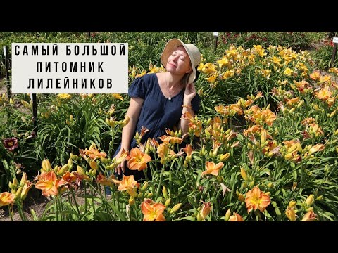 Видео: ЛАТВИЯ / Питомник, где растёт 900 сортов лилейника