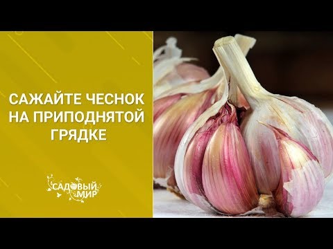 Видео: Секрет урожайного чеснока - приподнятые грядки и качественный посадочный материал.