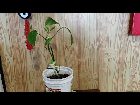 Видео: Как размножается каламондин 2часть РЕЗУЛЬТАТ.