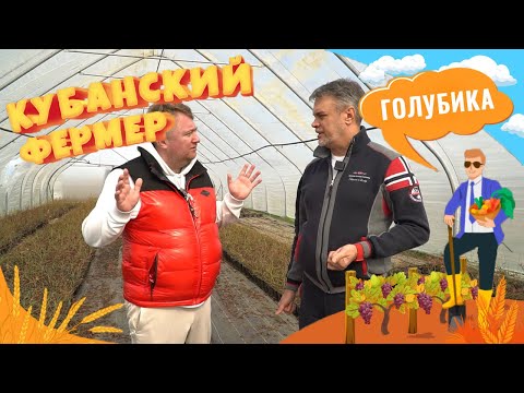 Видео: Кубанская голубика: как правильно выращивать ягоду. Обзор производство в Горячем Ключе