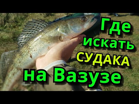 Видео: Хитрый Судак на Вазузском водохранилище. Вот где он был оказывается!