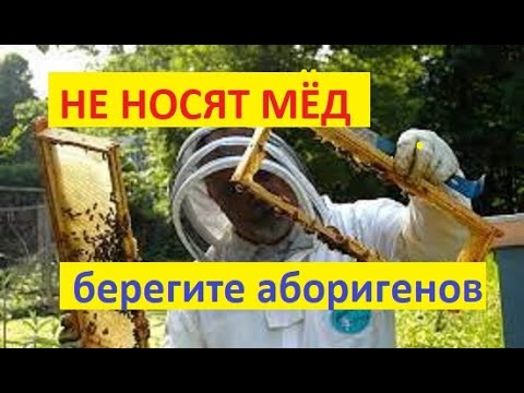 Видео: #Пчёлы. Если Ваши пчёлы не принесли мёда, нужно проверить эти причины... Неправильные пчёлы