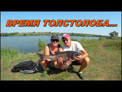 Видео: Только Завёз РЕЗИНКУ на Толстолоба - Уже Клюёт !!!  💥  Трофей Не Заставил Долго Ждать... 🐬