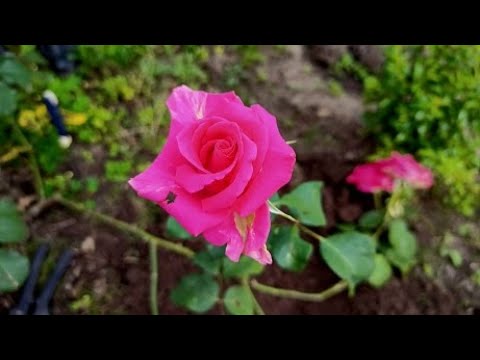 Видео: Размножение роз отводками Результат укоренения