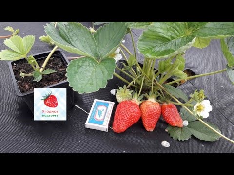 Видео: Самые ранние сорта клубники для Подмосковья