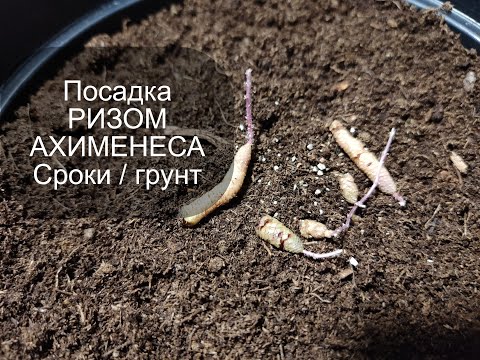 Видео: Посадка ризом ахименесов / Выбор грунта /Нюансы посадки
