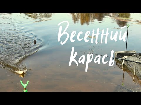 Видео: Мощные поклёвки карася. Ловля карася на фидер. Рыбалка в мае 2022.
