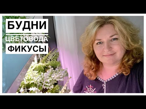Видео: Будни цветовода | новые фикусы | 12.08.2022г.