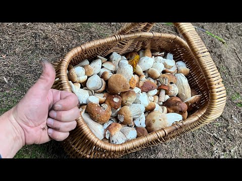 Видео: ГРИБНИК ПРОПЫЛЕСОСИЛ ЛЕС ПОДЧИСТУЮ И СОБРАЛ ВСЕ БЕЛЫЕ ГРИБЫ ШАРИКИ ЧИСТОГАНЫ ! Грибы  2025  !