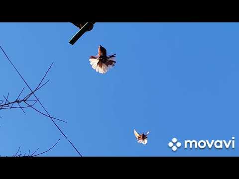 Видео: 20 февраля 2025 г. Сокол в небе ветра ноль голуби  дома.