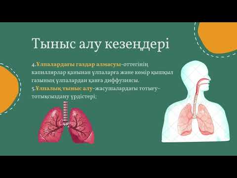 Видео: Тыныс алу жүйесінің физиологиясы / Ермекбай А.А