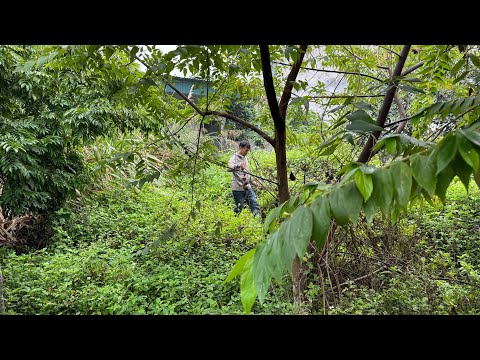Видео: Приведите в порядок привлекательную трансформацию Заросший сад заброшенного дома