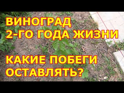 Видео: ВИНОГРАД ВТОРОГО ГОДА ЖИЗНИ В МАЕ. КАКИЕ ПОБЕГИ ОСТАВЛЯТЬ а КАКИЕ ВЫЛАМЫВАТЬ