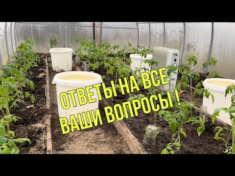 Видео: Полная посадка томатов в теплицу. 15. 04. 2022