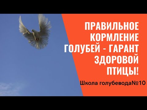 Видео: Школа голубевода№10: Правильное кормление голубей - гарант здоровой птицы!