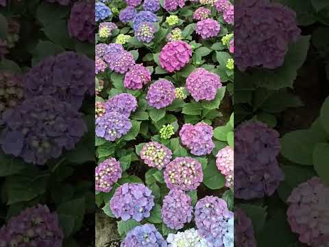 Видео: Обзор крупнолистной гортензии по сортам. май2024. 89202509455 Алексей