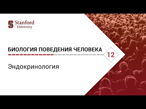 Видео: Биология поведения человека: Лекция #12. Эндокринология [Роберт Сапольски, 2010. Стэнфорд]