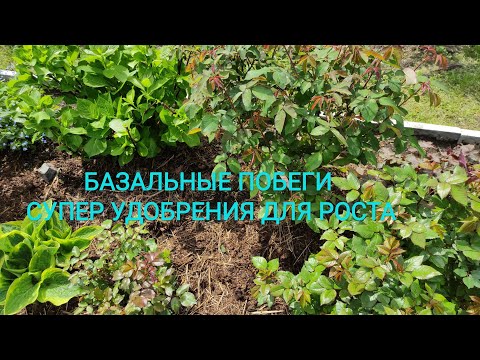 Видео: РОЗЫ!!! СУПЕР УДОБРЕНИЯ ДЛЯ РОСТА БАЗАЛЬНЫХ ПОБЕГОВ.