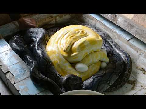 Видео: Тем кому нравятся змеи. Продолжение.