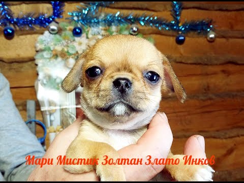 Видео: Почему РАЗНЫЕ ЦЕНЫ на Щенков породы ЧИХУАХУА?/Почему я НЕ продаю чихуа в разведение ? /МАРИ МИСТИК