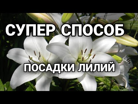 Видео: Супер способ посадки лилий!!!