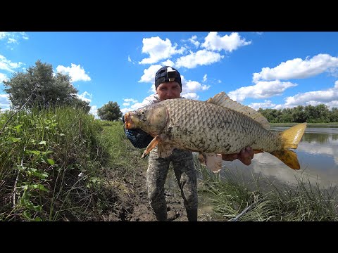 Видео: ЗАКИДУШКИ с ОСТРОВА на САЗАНА. Ловля сазана на макушатник, жмых. Рыбалка на сазана.