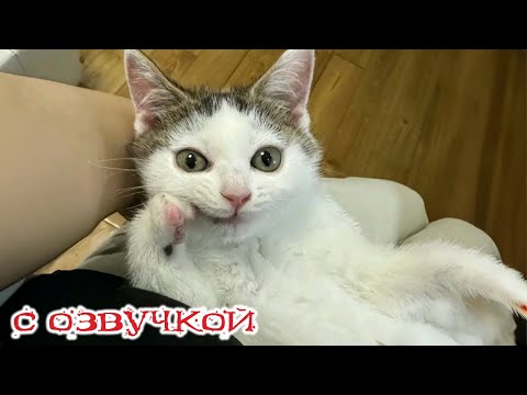 Видео: Приколы с котами! С ОЗВУЧКОЙ! СМЕШНЫЕ КОТЫ! ДО СЛЁЗ! Самые смешные животные!