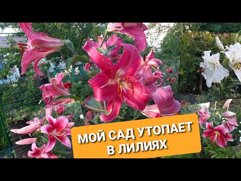 Видео: МОЙ САД УТОПАЕТ В ЛИЛИЯХ. ЦВЕТЕНИЕ САМЫХ МОРОЗОСТОЙКИХ И КРУПНОЦВЕТКОВЫХ СОРТОВ ЛИЛИИ.