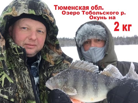 Видео: Зимняя рыбалка / Окунь на 2 кг / Тюменская обл., Тобольский р. / Рекордный окунь Тюменской обл.