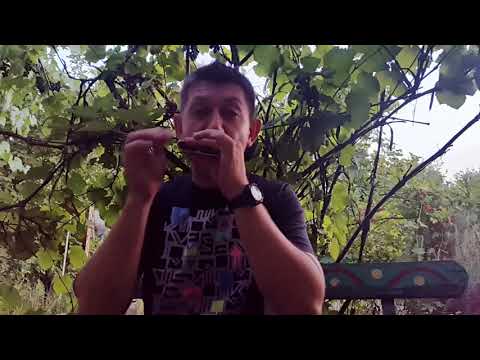 Видео: Еще раз о блюзовой импровизации на губной гармошке.Урок № 27. How to play the blues on the harmonica