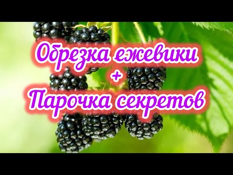 Видео: Когда,как обрезать ежевику.Почему усыхает побег ежевики с ягодой.