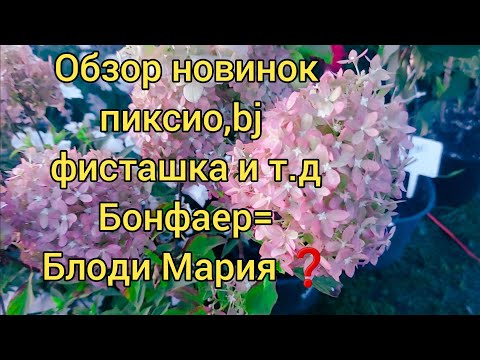 Видео: Новиночки 23 года.👍#bj Пиксио,бонфаер и др. Обзор сортов