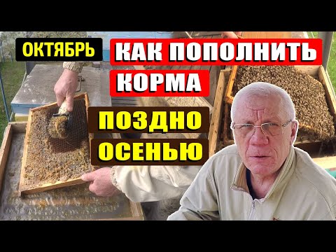 Видео: Как СПАСТИ ПЧЕЛ поздней осенью без Сахара! Чем кормить пчел в Октябре?
