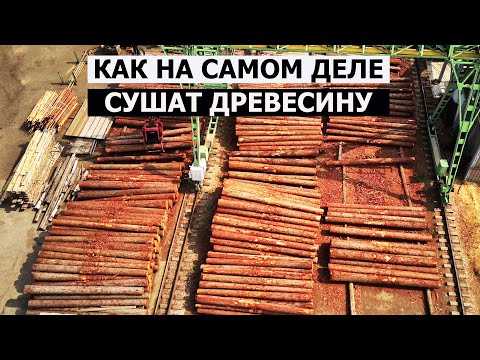 Видео: КАК НА САМОМ ДЕЛЕ ПРОИСХОДИТ СУШКА ДЕРЕВА