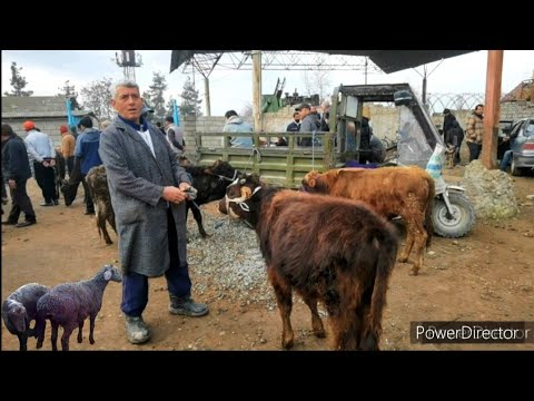 Видео: Сешанбебозори райёни Фархор . Нархи Гову Мол