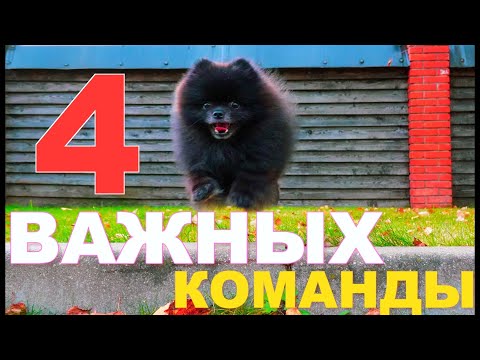 Видео: 🐶 4 ВАЖНЕЙШИХ КОМАНДЫ для любой собаки | Юрий и шпиц Юрич