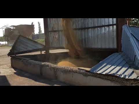 Видео: Выращивание горчицы. No-till 07.07.2019. Уборка белой и жёлтой горчицы