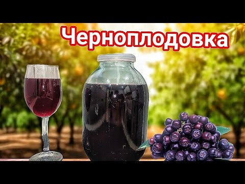 Видео: Настойка на Черноплодной Рябине. Вкуснее настойки я не пробовал!