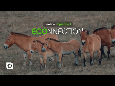 Видео: Байгаль дэлхий, түүнтэй зэрэгцэн орших амьд бүхэнтэй холбогдох ECONNECTION