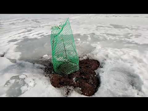 Видео: ВСКРЫЛАСЬ ОТ ЛЬДА р ЧУСОВАЯ 10 АПРЕЛЯ 2023г