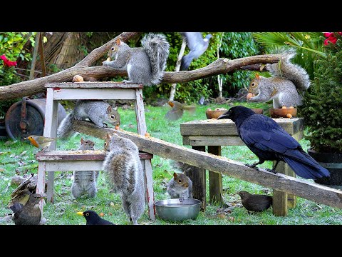 Видео: [NO ADS] Кино Для кошек и собак 😸 Птицы и белки морозным утром 🕊️🐿️ птички для кошек
