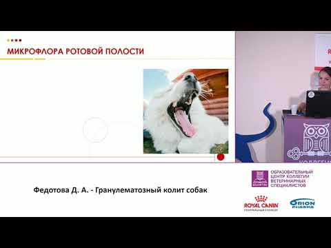 Видео: Федотова Д. А. - Гранулематозный колит собак