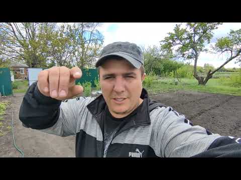 Видео: Всходы горчицы после посадки под фрезы мотоблока!