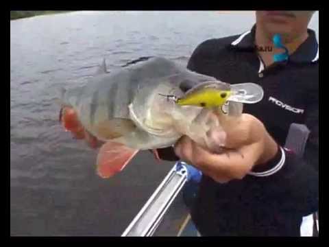 Видео: Алексей Шанин. Крэнки.