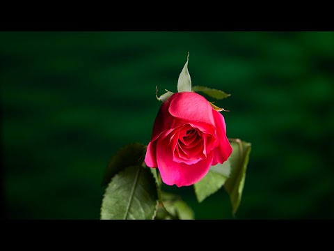 Видео: Фотосъемка натюрморта с одной вспышкой