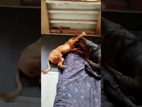 Видео: Помощи нет!Найдитесь пожалуйста добрые люди, помогите домашнему приюту выжить🙏🏼