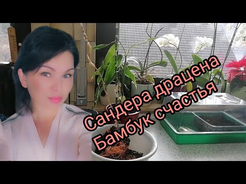 Видео: Сандера драцена.Бамбук счастья.Уход и содержание в домашних условиях . @user-ue3qo2hu1olga